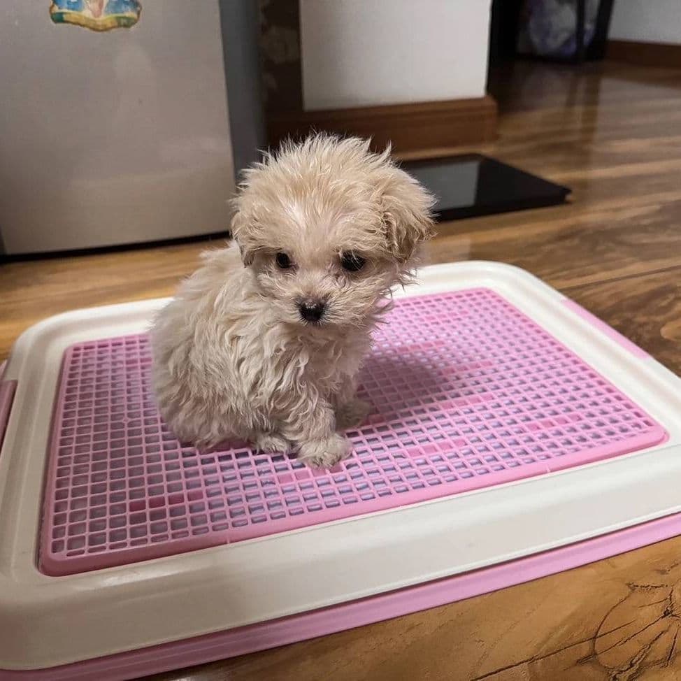 犬トイレ 小型犬用網付き段差トレー