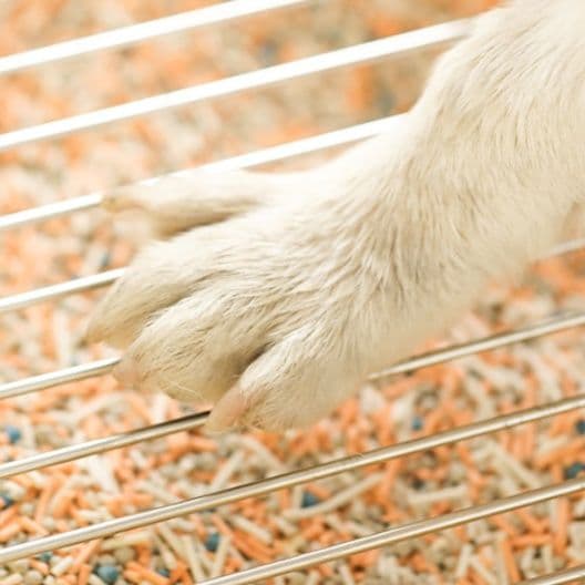 犬トイレ 高床式犬用トイレトレーニングセット